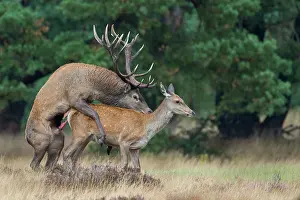 Mate: Red deer ( Cervus elaphus) in the rut during mating