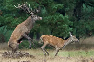 Mate: Red deer ( Cervus elaphus) in the rut during mating