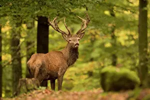 Eifel: Red deer (Cervus elaphus), rut, red deer, autumn