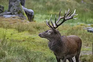 Reproductions: Red deer (Cervus elaphus) Rutting behaviour captive Germany