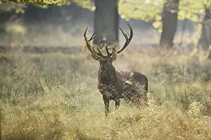 Persons: Red deer (Cervus elaphus) in the rutting season