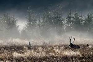 Cervid: Red Deer (Cervus elaphus) silhouette of male in