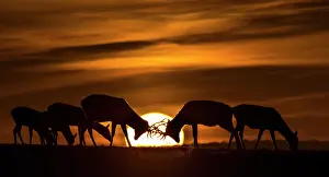 Silhouettes: Red deer (Cervus elaphus) silhouette at sunset