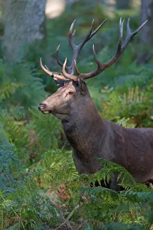 Slab: Red Deer (Cervus elaphus) during slab