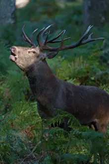 Bellow: Red Deer (Cervus elaphus) during slab
