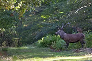 Slab: Red Deer (Cervus elaphus) during slab