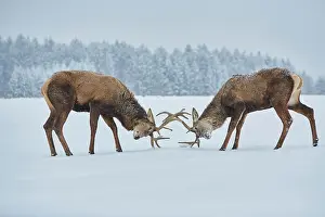 Rival: Red deer (Cervus elaphus) on a snowy meadow, captive