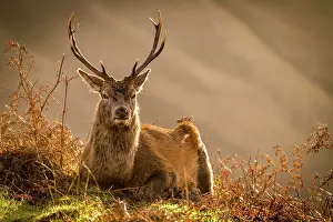 William: Red deer (Cervus elaphus) in soft morning light