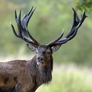 Danmark: Red Deer (Cervus elaphus) stag, Klampenborg, Copenhagen