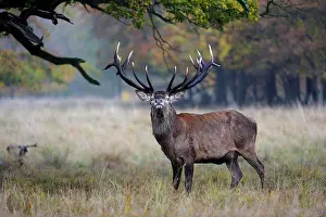Jaegersborg: Red Deer (Cervus elaphus) stag, Jaegersborg, Denmark