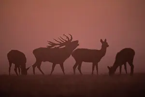 Clearing: Red Deer (Cervus elaphus), stag, Copenhagen, Denmark
