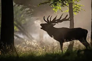 Clearing: Red Deer (Cervus elaphus), stag, Copenhagen, Denmark