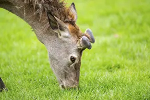Quiet: Red deer (Cervus elaphus) stag