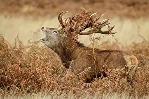 Richmond: Red Deer (Cervus elaphus) - stag bellowing during