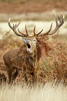 Richmond: Red Deer (Cervus elaphus) - stag bellowing during