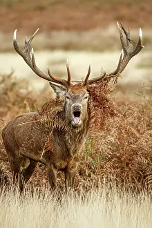 Richmond: Red Deer (Cervus elaphus) - stag bellowing during