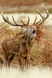 Richmond: Red Deer (Cervus elaphus) - stag bellowing during
