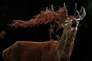 Richmond: Red Deer (Cervus elaphus) - stag bellowing during