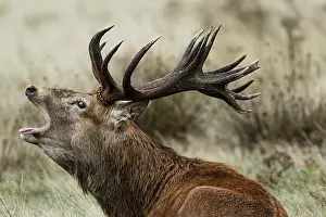 Richmond: Red Deer (Cervus elaphus) - stag bellowing during