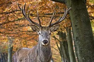 Belgium: Red deer (Cervus elaphus) stag close-up in autumn