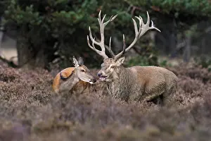 Nuzzling: Red Deer (Cervus elaphus) stag and female, Hoge