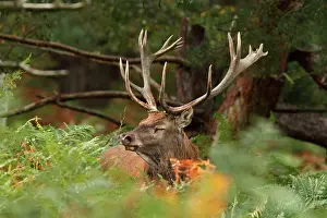 Pteridophyte: Red Deer (Cervus elaphus) stag in the ferns, Normandy