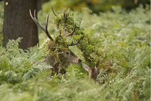 Tangled: red deer (Cervus elaphus), Stag with ferns tangled