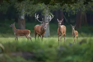 Lights: Red deer (Cervus elaphus), stag with hinds