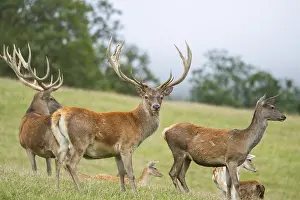 Picturesque: Red deer (Cervus elaphus) stag and hinds on a meadow in tirol