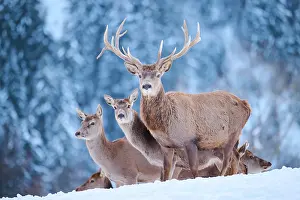 Tyrol: Red deer (Cervus elaphus) stag with hinds on a s