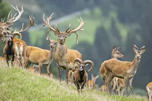 Picturesque: Red deer (Cervus elaphus) stag Mouflon (Ovis gmelini) ram on a meadow in tirol