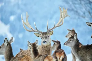 Cervus: Red deer (Cervus elaphus) stag, portrait, in the
