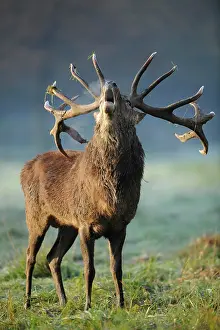 Coldness: Red deer (Cervus elaphus), stag roaring during the
