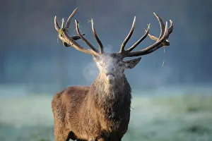 Coldness: Red deer (Cervus elaphus), stag roaring during the