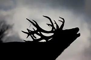 Bells: Red Deer (Cervus elaphus), stag roaring during the