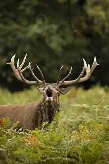 Speaking: red deer (Cervus elaphus), Stag roaring during rut