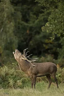 Speaking: red deer (Cervus elaphus), Stag roaring during rut