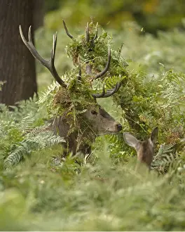 091117: red deer (Cervus elaphus), Stag during rut with