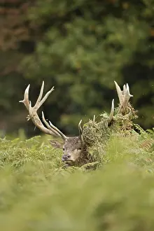 091117: red deer (Cervus elaphus), Stag during rut with