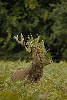Ferns: red deer (Cervus elaphus), Stag during rut with