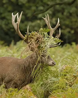 Ferns: red deer (Cervus elaphus), Stag during rut with