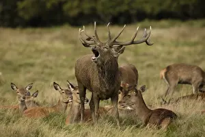 Speaking: red deer (Cervus elaphus), Stag during rut with