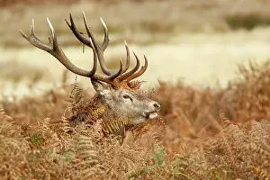 Richmond: Red Deer (Cervus elaphus) - stag during the rut