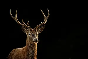Richmond: Red Deer (Cervus elaphus) - stag during the rut