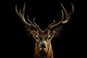 Richmond: Red Deer (Cervus elaphus) - stag during the rut