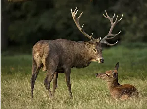 Interacting: red deer (Cervus elaphus), Stag during rut, interacting