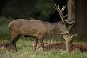 Interacting: red deer (Cervus elaphus), Stag during rut, interacting