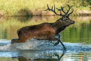 Move: Red deer (Cervus elaphus), stag, rut, running in
