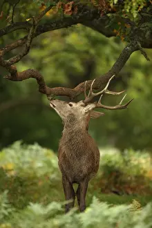 091117: red deer (Cervus elaphus), Stag during rut, smelling