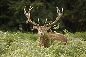 091117: red deer (Cervus elaphus), Stag during rut, thrashing